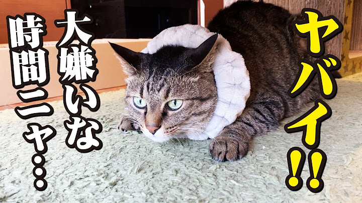 A tough brushing mission with four cats during the shedding season!