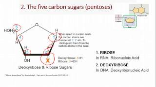 Module 5-1 Nucleotides and DNA Structure