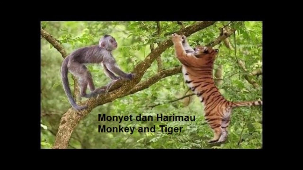Monyet dan Harimau YouTube