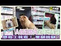 【Kakato 特約 寵物店長之日常】 人氣鬆獅犬坐陣地產鋪   想返工就返！ 要瞓就瞓！