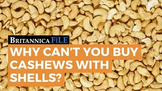 BRITANNICA FILE: Why can't you buy cashews with shells? | Encyclopaedia Britannica