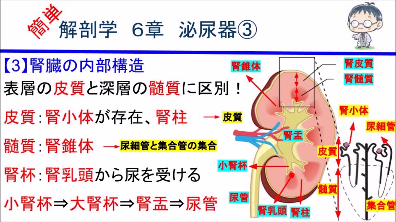 簡単解剖学 ６章 泌尿器 腎臓の内部構造 Youtube