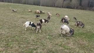 Моё Хозяйство/Весенний Выпас/Детёныши/Звери Едят Траву/#goat #goats #farmer
