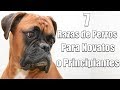 7 Razas de perros para novatos o principiantes