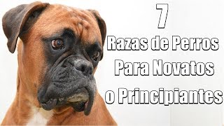 7 Razas de perros para novatos o principiantes by Magmar Oficial 260,823 views 5 years ago 15 minutes
