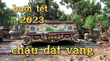 bưởi cảnh tết 2023 tác phẩm bưởi đẹp của nhà vườn huy tập