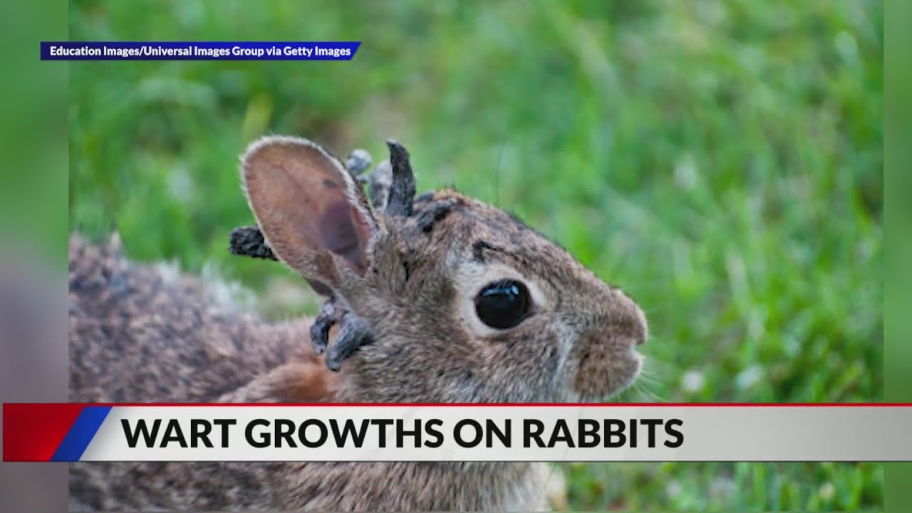 Papillomavirus seen in Colorado rabbits - YouTube