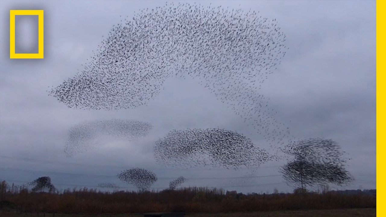 Patterns of Flocks of Starlings Mathematically Behave How Magnets Would Move