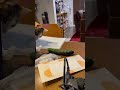 ミクときゅうり#ねこのいる暮らし #ねこ動画 #ねこのいる生活