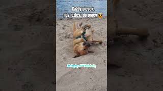 The dog is always on vacation 🐶 ⛱️ #mutt #dogs #puppy #dogslife #vacation #song #pets The dog is always on vacation 🐶 ⛱️ #mutt #dogs #puppy #dogslife #vacation #song #pets