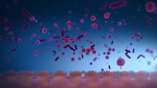 Lactobacillus rhamnosus (LGG®) - the world's best documented probiotic strain