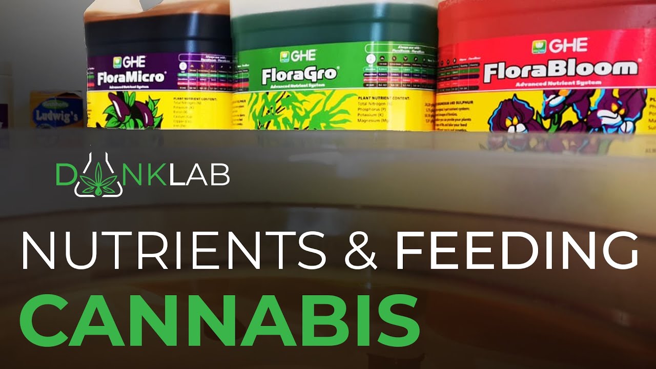 Nutrients & Feeding for Indoor Cannabis Plants - Dank Lab