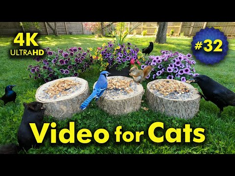 4K TV For Cats | Pleasantly Purple Flowers | Bird and Squirrel Watching | Video 32