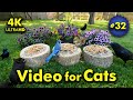 4k tv for cats  pleasantly purple flowers  bird and squirrel watching  32