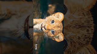 8k HD VIDEO. . . . . . . . .. . . .  .. . #animals #8kvideo #hdstatus #status
