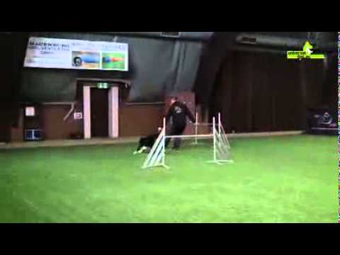 knpv berger hollandais Agility Tipps vom Profi Philipp Müller Schnick