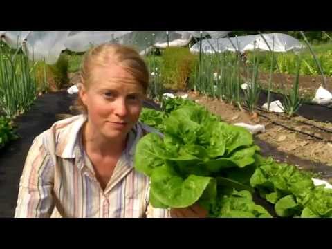 Video: Žiemos tankumo salotų priežiūra: žieminių tankių lapų salotų auginimas