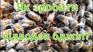 Розмноження бджіл з маткою на самостійному виведенні.