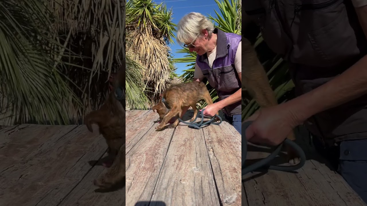 Puppy love ❤️  Contact Friends of Mazarron Animals