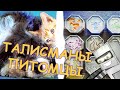 Талисманы или питомцы? (Minecraft Моды)