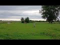 😂Mini-Ponys außer Rand und Band – und das Fohlen hat seinen eigenen Kopf! 🐴🤣 #horseslove #pony foals