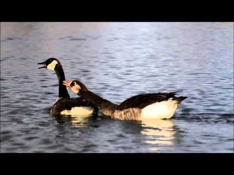 canada goose hybrid canada goose hybrid
