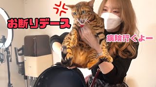 慢性腎不全の美猫が鬼の形相で通院拒否してきます！