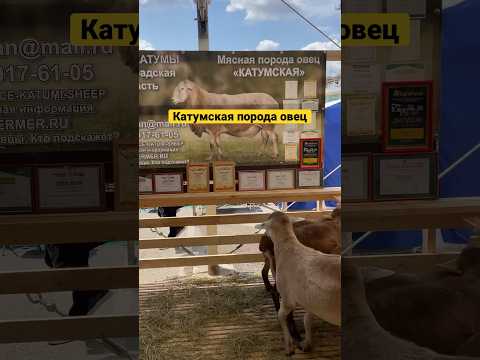 Катумская порода овец