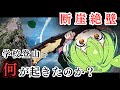 先生、落ちました…石鎚山遭難事故1986【#ずんだもんが遭難】
