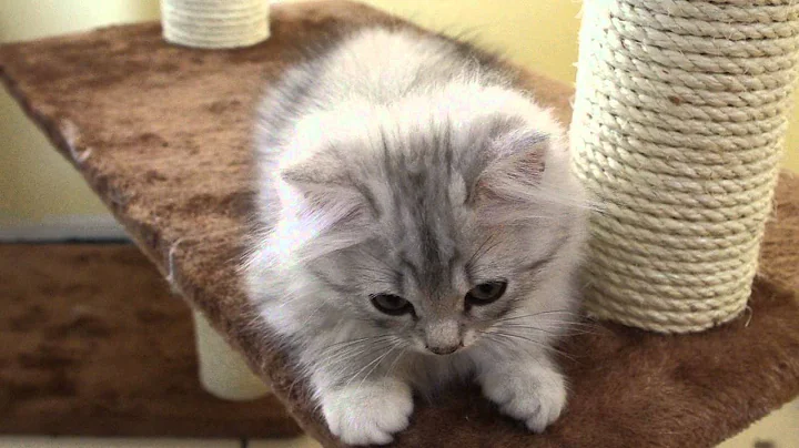 Video 782981: british longhair silver, silver tabby british, british longhair blue, chatons british