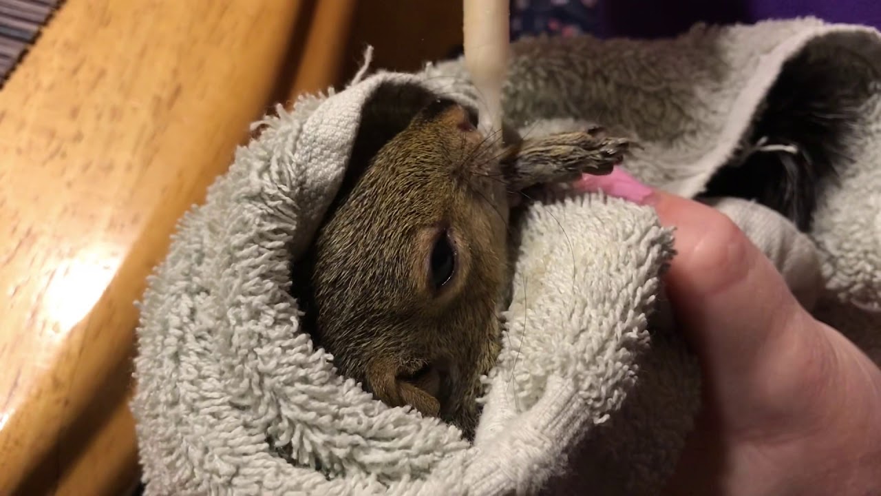 Baby squirrel rescue and feeding YouTube