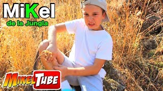 Buscamos animales en su habitad natural, en un bosque Gallego, al m...
