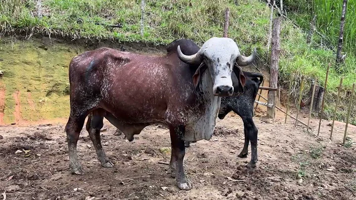 Finca mauro, cisneros