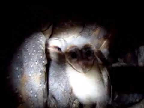 Watch: A family of barn owls in nest box made by Prabal