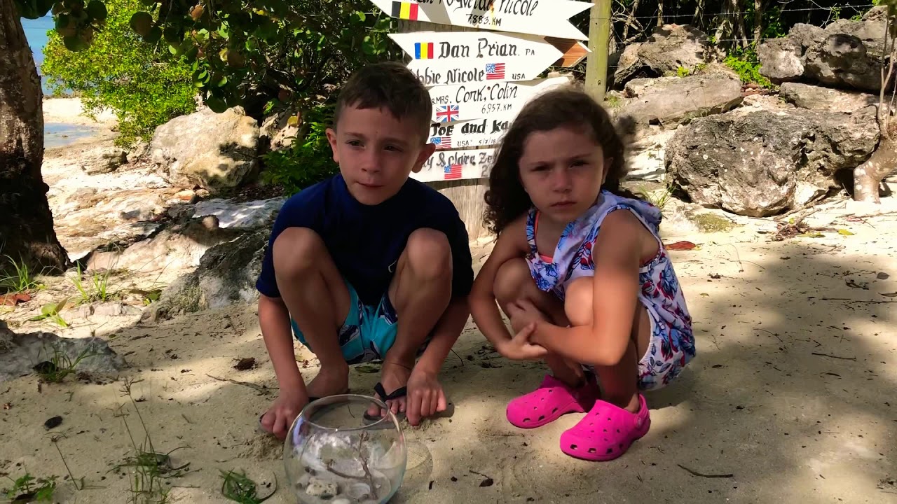 Hermit Crabs - YouTube