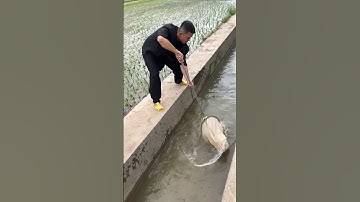 Rural Life Farming 🌴 No Work, No Food 🌴#rurallife #farming #shorts 3