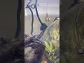 Heater in my bio, betta in the tank #bettafish #fishtok #petlover #aquarium #unboxing  #bettatok
