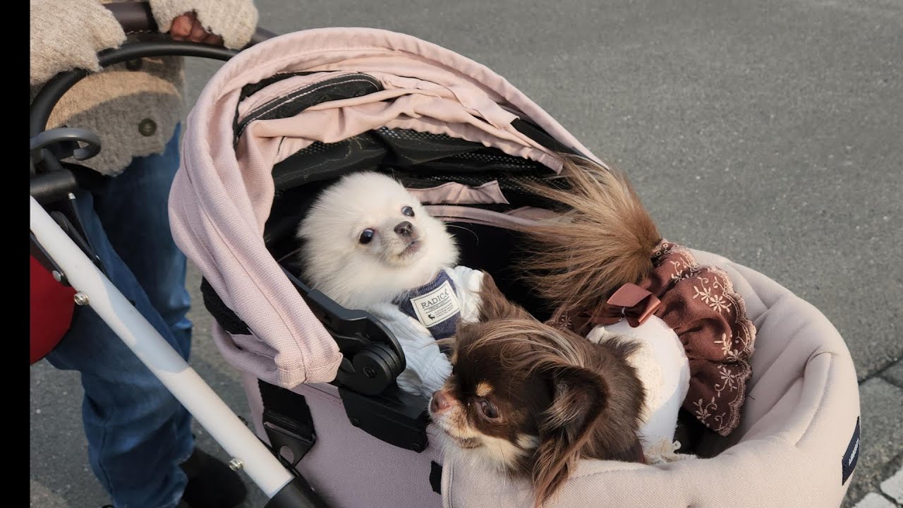 ポメラニアンCS プレイマット 優勝 ポメラニアンCS プレイマット 優勝