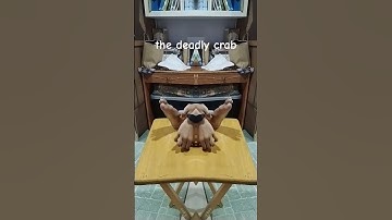 crab #edit #shorts #anomaly #funny