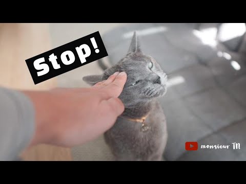 Video: Är ryska blå katter gosiga?