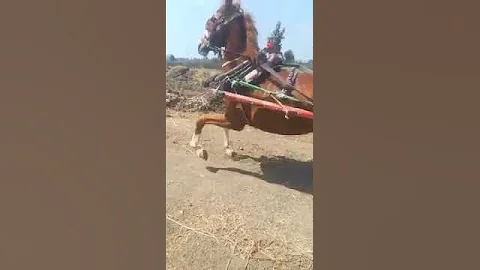 أحلا من الحلاوه من اجمل الفيديوهات لى شدالخيل وأفضل وأحسن نيه كفرالابحر نبروه الدقهليه الشبح 