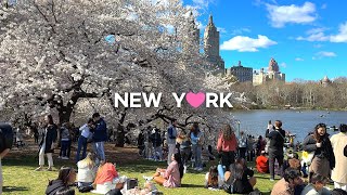 [4K]🇺🇸NYC Spring Walk🌸💮: Cherry Blossom Peak Bloom in Central Park / Apr. 7 2024