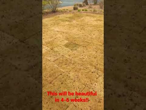 Videó: Puha a zoysia fű?