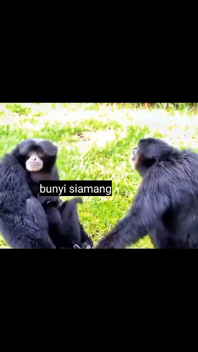 suara siamang