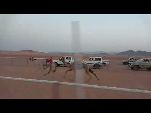 الشوط الرئيسي لسن اللقايا 5كم الناصريه ل أحمد نصار العمراني 1444 1 15