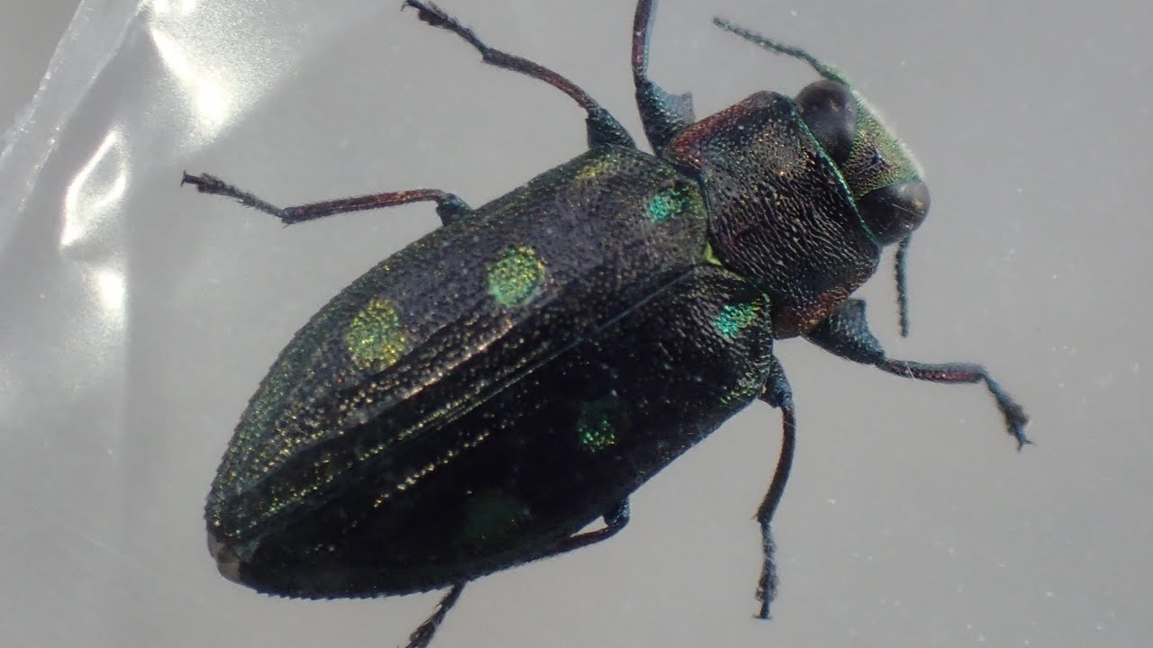 What is this disgusting jewel beetle - YouTube