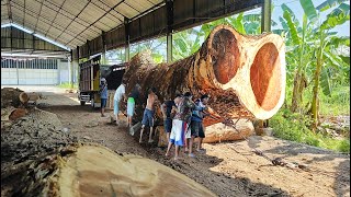 Super Big top tamarind wooden galeh from the edge of the haunted river!! sawed board material