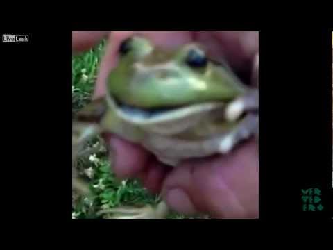 funny-screaming-frog-compilation