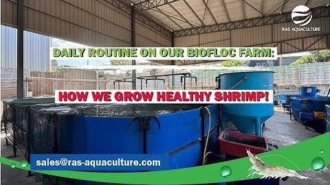 Daily Routine on Our Biofloc Farm: How We Grow Healthy Shrimp! 🦐