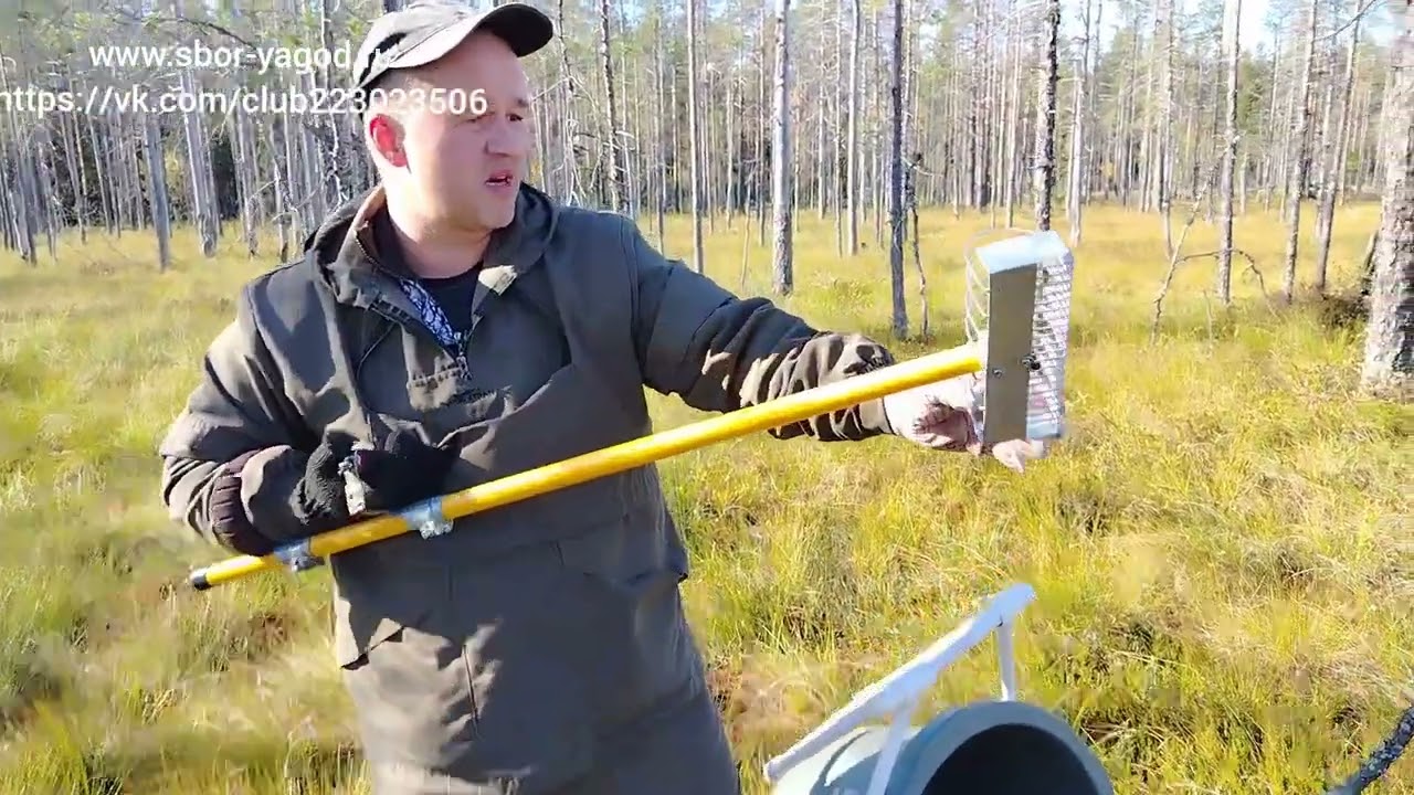 Сбор клюквы осень 2025 г. Новые грабли испытания. 